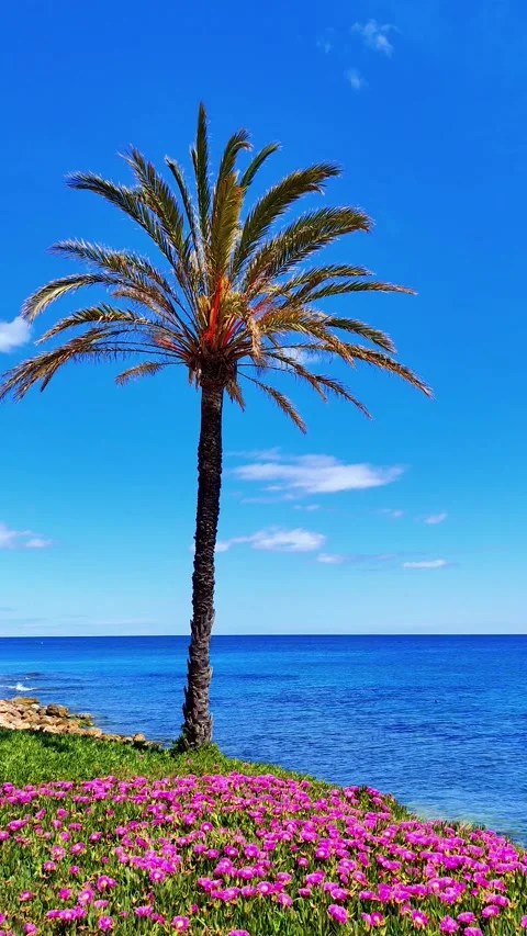 Lonely Palm Tree Surrounded by Pink Flowers Video stock 184109366
