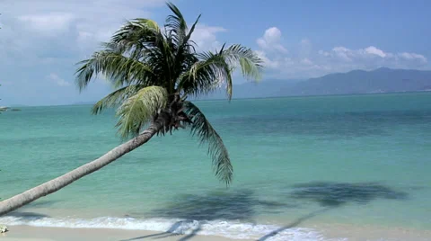 A lonely Palm Tree at Thong Son Bay Koh Samui Stock Footage 38610055