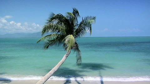 A lonely Palm Tree at Thong Son Bay Koh Samui Stock Footage 327892153