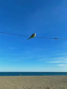 Lonely parrot Stock Photos