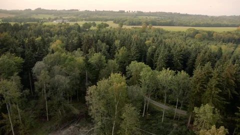 Lonely path in dense forest top down aerial view 2 Stock Footage 118262368