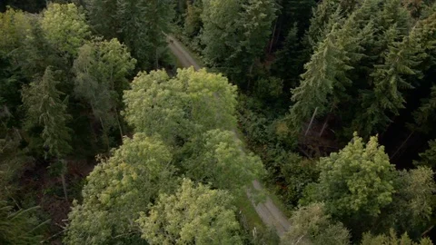 Lonely path in dense forest top down aerial view Stock Footage 118262566