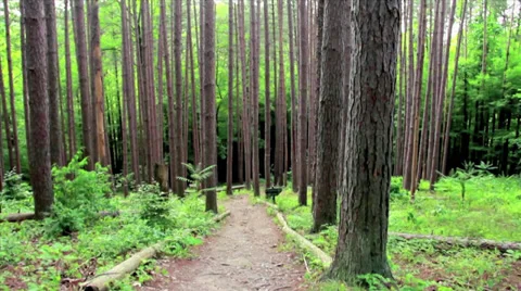 Lonely Path in the Pines Stock Footage 35135132