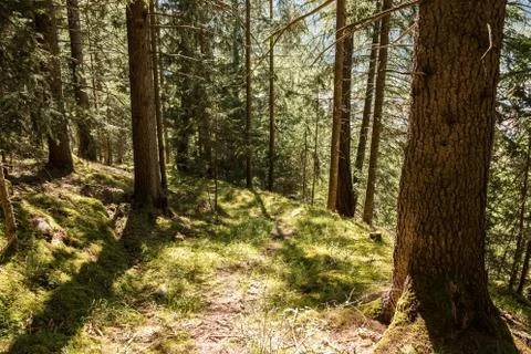 Lonely path through the green and vital forest Stock Photos