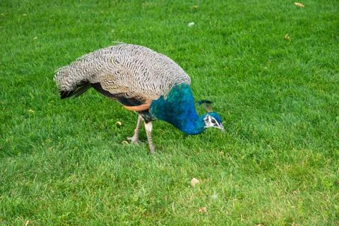A lonely peacock female without a tail walks on the lawn. Bright color of the Stock Photos