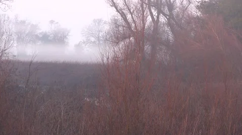 Lonely pheasant Video stock 45756230