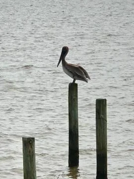 Lonely  Stock Photos