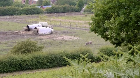 Lonely pig on an open field Stock Footage 132144617