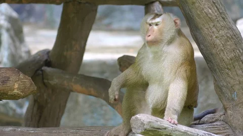 A lonely pig-tailed monkey is sitting Video stock 115067464