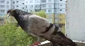 Lonely pigeon HD Footage