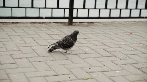 Lonely pigeon in the park Stock Footage 131334867