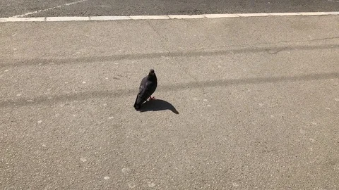 Lonely pigeon on the sidewalk 動画素材 74020394