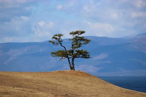 Lonely pin tree Stock Photos