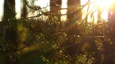 Lonely pine branch with sharp bokeh on the background. 4K dawn shooting Stock Footage 133831112
