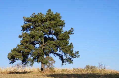 Lonely pine with cloudless blue sky on the background  in the Izta-Popo Zoqui Stock Photos
