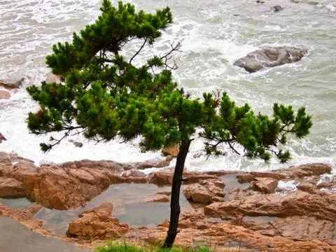 A lonely pine at the coast Foto stock