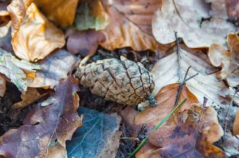 A lonely pine cone at the ground Stock Photos