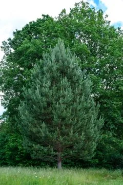Lonely pine in the field. Foto stock