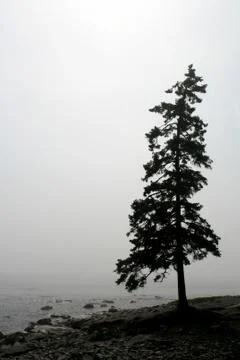 Lonely pine Stock Photos