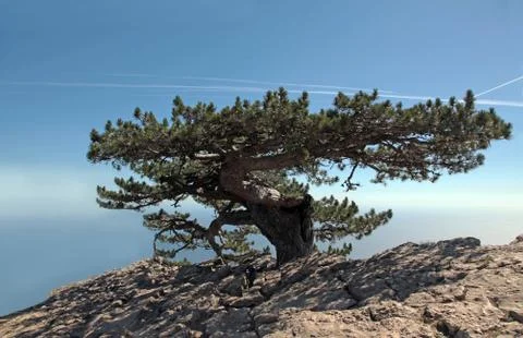 Lonely pine Stock Photos