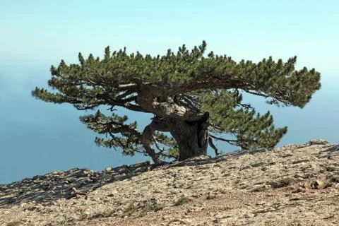 Lonely pine Stock Photos