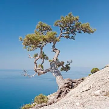 Lonely pine on the rock Stock Photos