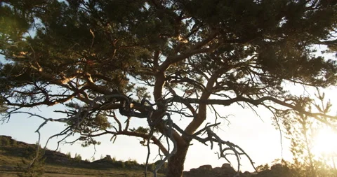 Lonely pine with a spreading crown on the plain. Top-down moving shot. Stock Footage 141795198