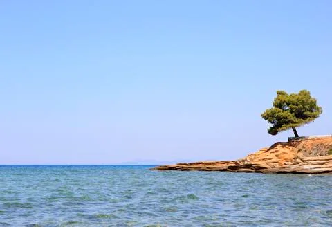 Lonely pine stone ledge. Stock Photos
