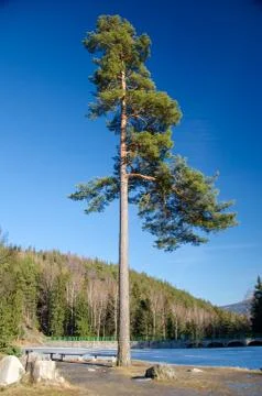 Lonely pine tree on the background of mountain forest with blue clean sky Stock Photos