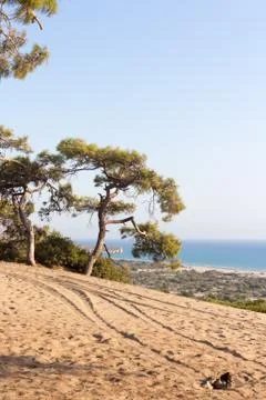 Lonely Pine tree, blue sky and sea on the horizon Stock Photos