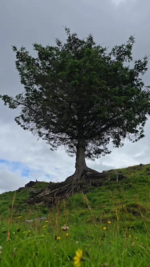 A lonely pine tree on a cliff . Stock Footage 340774067