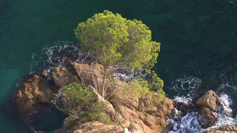 Lonely pine tree on the coastline cliff edge Stock Footage 273215994