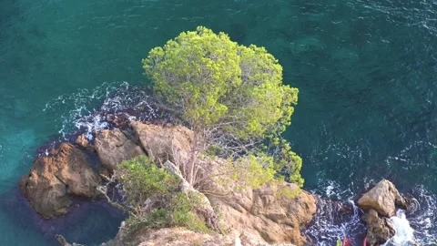 Lonely pine tree on the coastline cliff edge Stock-Footage 273216143