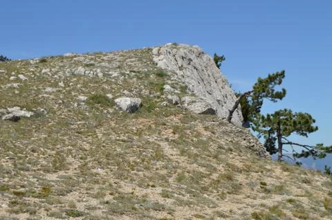 A lonely pine tree with a curving trunk on a mountainside, against a blue sky Stock Photos