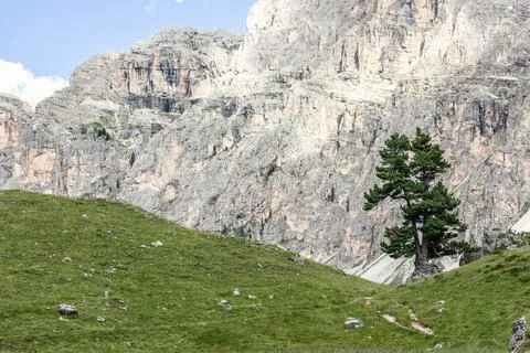 Lonely pine tree in the Dolomite gorge in Puez Odle natural park, Italy Stock Photos