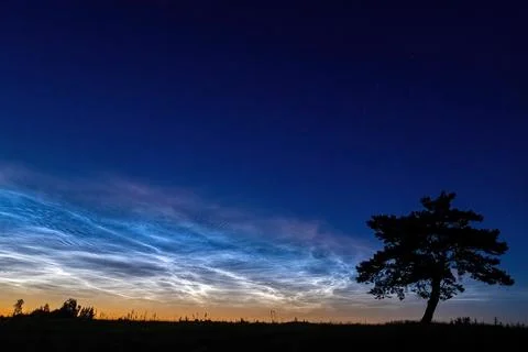 A lonely pine tree in the fields, with Noctilucent clouds Stock Photos