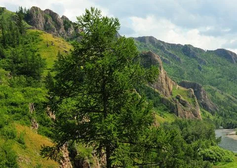 Lonely pine tree with fluffy branches on the slope of a rocky mountain unde.. Stock Photos