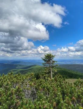 Lonely pine tree in giant mountains landscape under blue sky Stock Photos