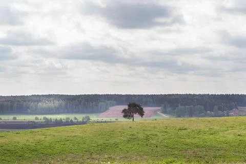 Lonely pine tree on a green grass field. Dark forest on background Stock Photos