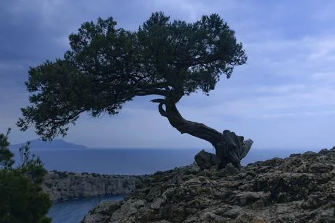 Lonely pine tree growing on rock on the sea background in spring Stock Photos