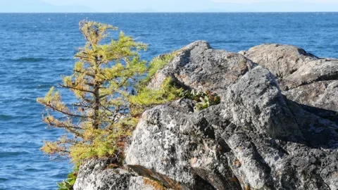 A lonely pine tree growing on a rocky coast of lake Baikal. Stock Footage 290115812