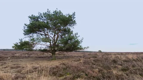 Lonely pine tree at the heather during winter Stock Footage 217715331