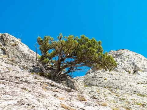 Lonely pine tree on the high rock 스톡 사진