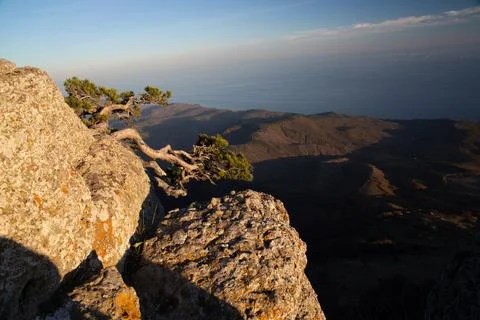 Lonely pine tree on a mountain slope Stock Photos