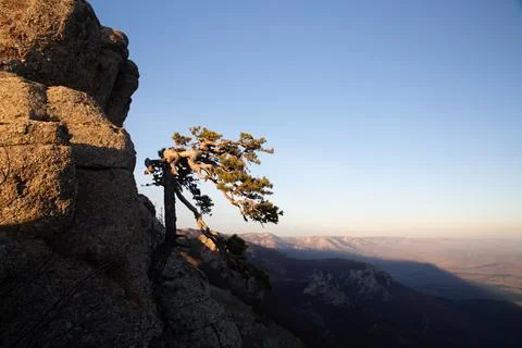 Lonely pine tree on a mountain slope Stock Photos