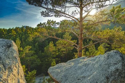 Lonely pine tree on the mountain Sun rays through the pine tree Stock Photos