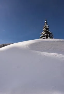 Lonely pine tree Stock Photos