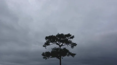 Lonely pine tree with rainy storm cloud background timelapse Stock Footage 92158017