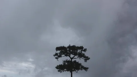 Lonely pine tree with rainy storm cloud background timelapse Stock Footage 92158422