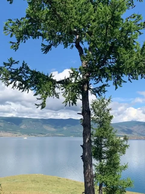 Lonely Pine Tree by a Scenic Lake and Mountains Video stock 341317924